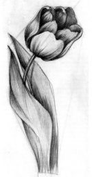 Тюльпан, который нарисован карандашом