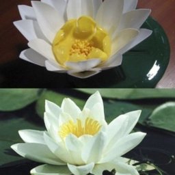 ​Кувшинка из пластиковых бутылок для украшения сада