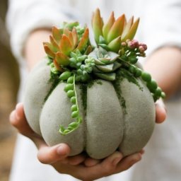 Кашпо для суккулентов из цемента