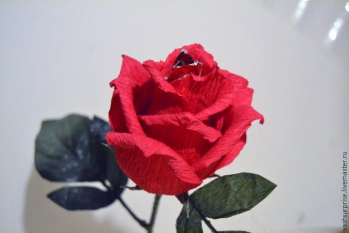Флористика: роза