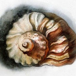 Урок рисования акварелью: ракушка