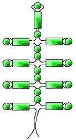 Мимоза из бисера