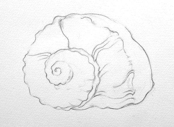 Рисуем ракушку