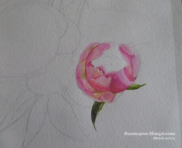 Рисуем роскошные пионы