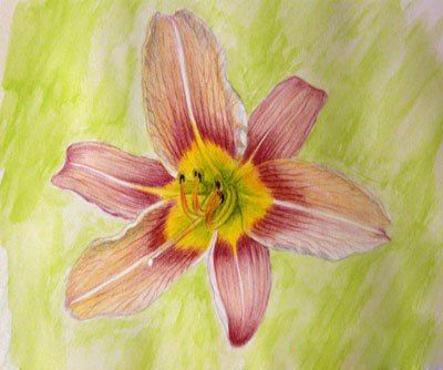 Цветок лилии акварельными карандашами