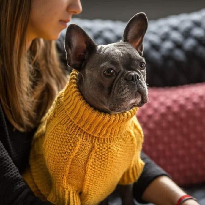 Свитер для французского бульдога Свитер для французского бульдога