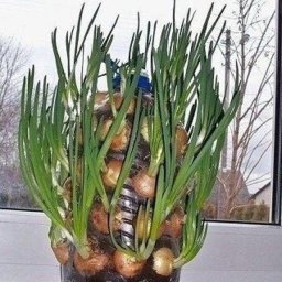 Выращивание зеленого лука на подоконнике