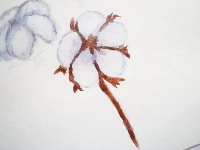 Веточка хлопка акварелью