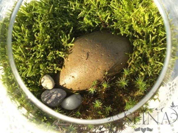 Сад на окне