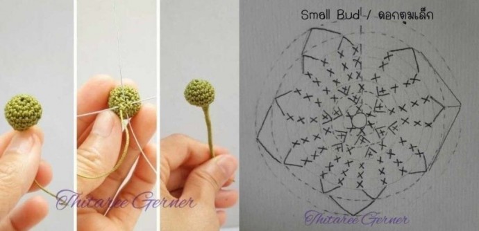 ​Орхидея крючком