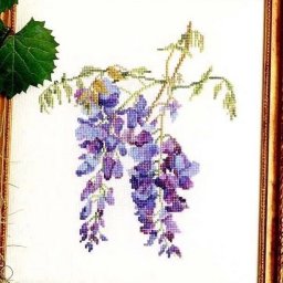 Цветы глицинии