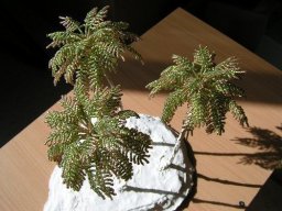 Пушистая пальма из бисера