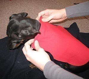 Худи для собачки с выкройкой