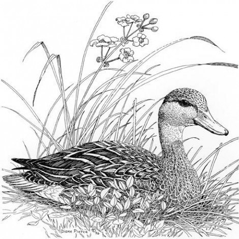 Как нарисовать утку: мастер-класс