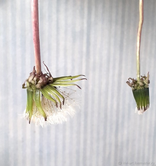 Одуванчиковое счастье