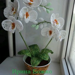 Белая орхидея