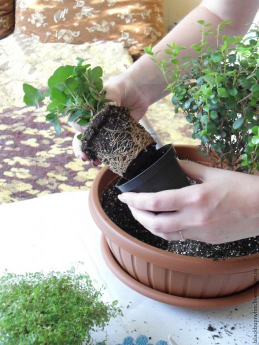 Сад в миниатюре: мастер-класс