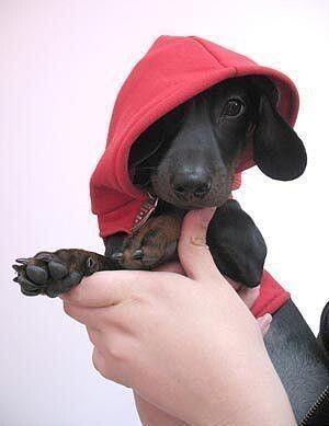 Худи для собачки с выкройкой