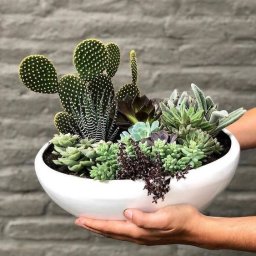 Идеи создания красивых композиций из суккулентов