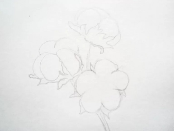 Веточка хлопка акварелью