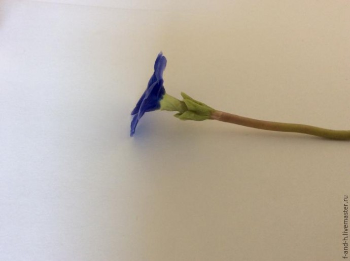 Цветок примулы