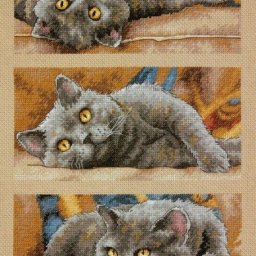 Три положения кошки