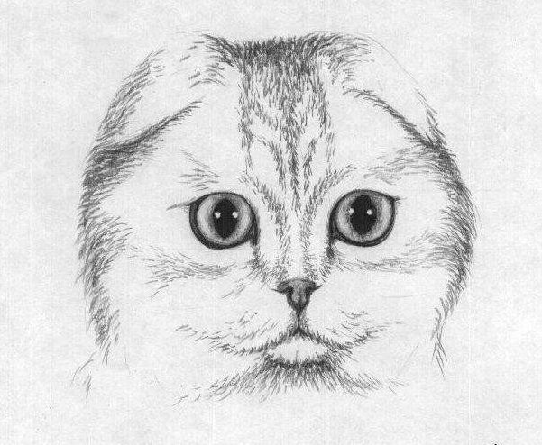 Рисуем шотландскую вислоухую кошку Рисуем шотландскую вислоухую кошку