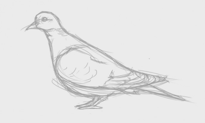 Как нарисовать невероятно красивого голубя: мастер-класс