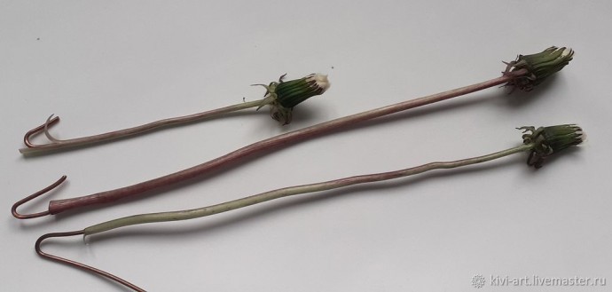 Одуванчиковое счастье