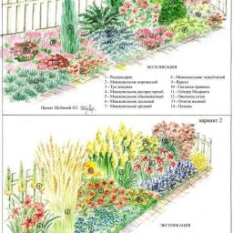 Шпаргалки по ландшафтному дизайну