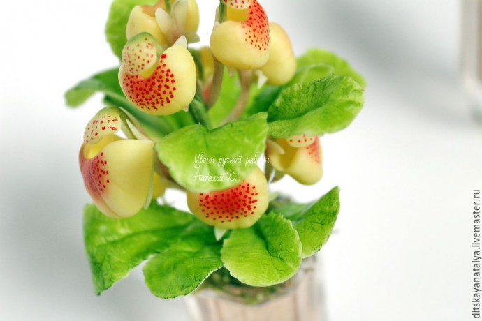 Кальцеолярия из полимерной глины