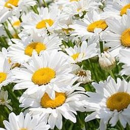 Ромашки из фоамирана