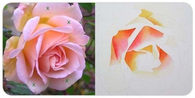Розовая роза с желтым отливом