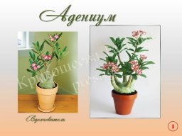 Адениум из бисера