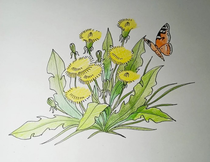 Рисуем одуванчики