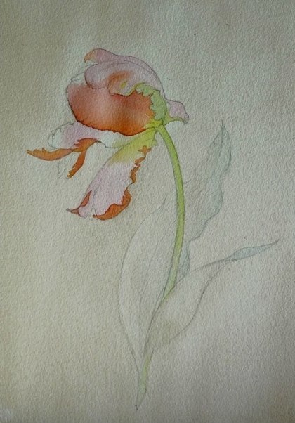 Урок рисования: тюльпан акварелью