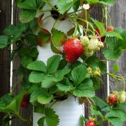 ​Как сделать вертикальную грядку