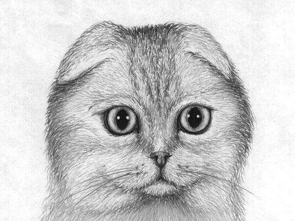 Рисуем шотландскую вислоухую кошку
