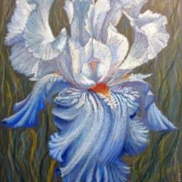 ​Ирисы пастелью