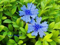 Бисерные васильки