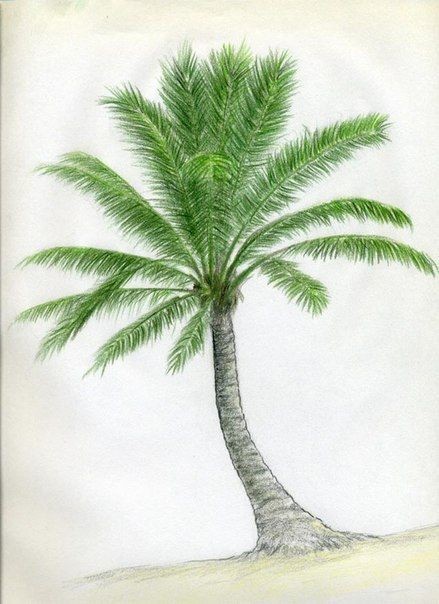 ​Кокосовая пальма