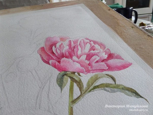 Рисуем роскошные пионы