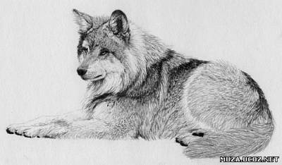 Как нарисовать волка простым карандашом