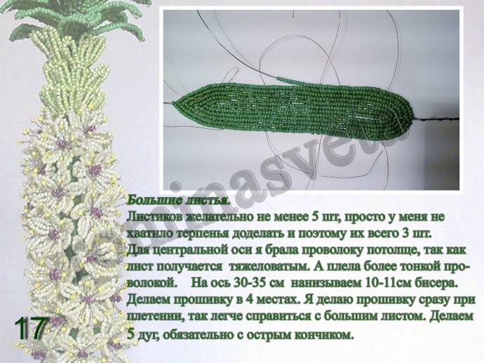 ​Восхитительный эукомис