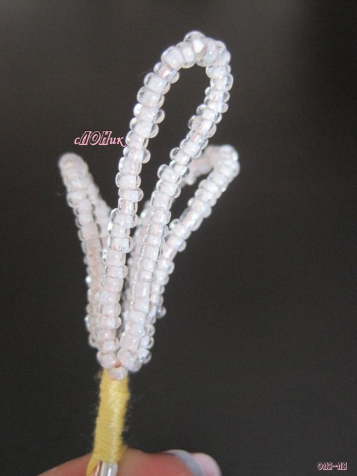 Пахистахис