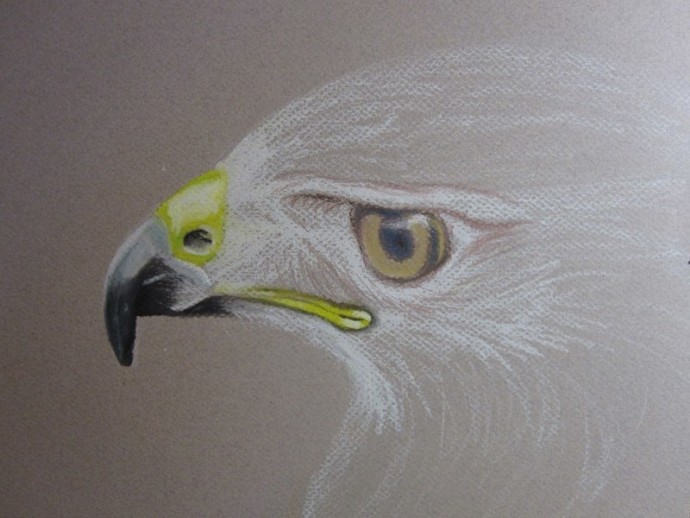 ​Рисуем орла