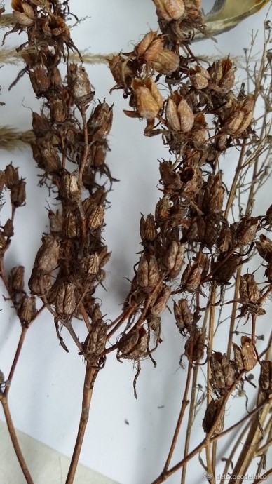 Панно с сухоцветами