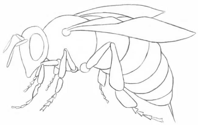 Рисуем пчелу