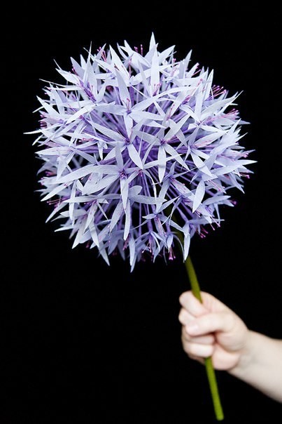 Изумительный бумажный цветок