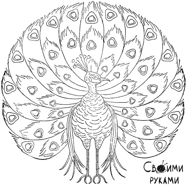 Раскраска антистресс для взрослых и детей "Павлин"